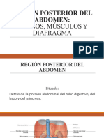 Pared Posterior Del Abdomen