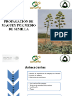 Maguey Semilla