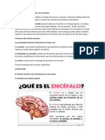 El Sistema Nervioso Central y Sus Funciones, Tema de Exposicion