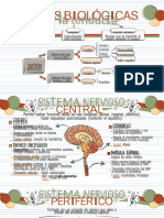 Copia de Flashcards - Bases Biológicas Del Comportamiento