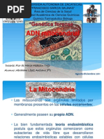 ADN mitocondrial