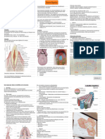 3er Parcial Histología