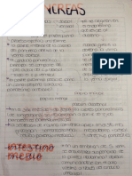 Páncreas, Intestino Medio, Posterior y Formación de La Cara.