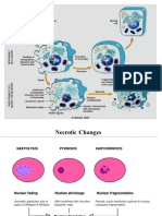 Necrosis and Cellualr Adaptation