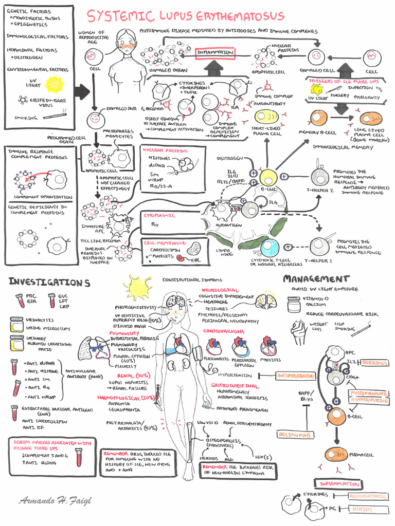 Sle 2 | PDF