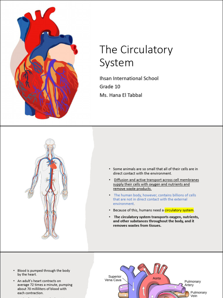 Overview of the Human Circulatory System | PDF | Artery | Blood Vessel
