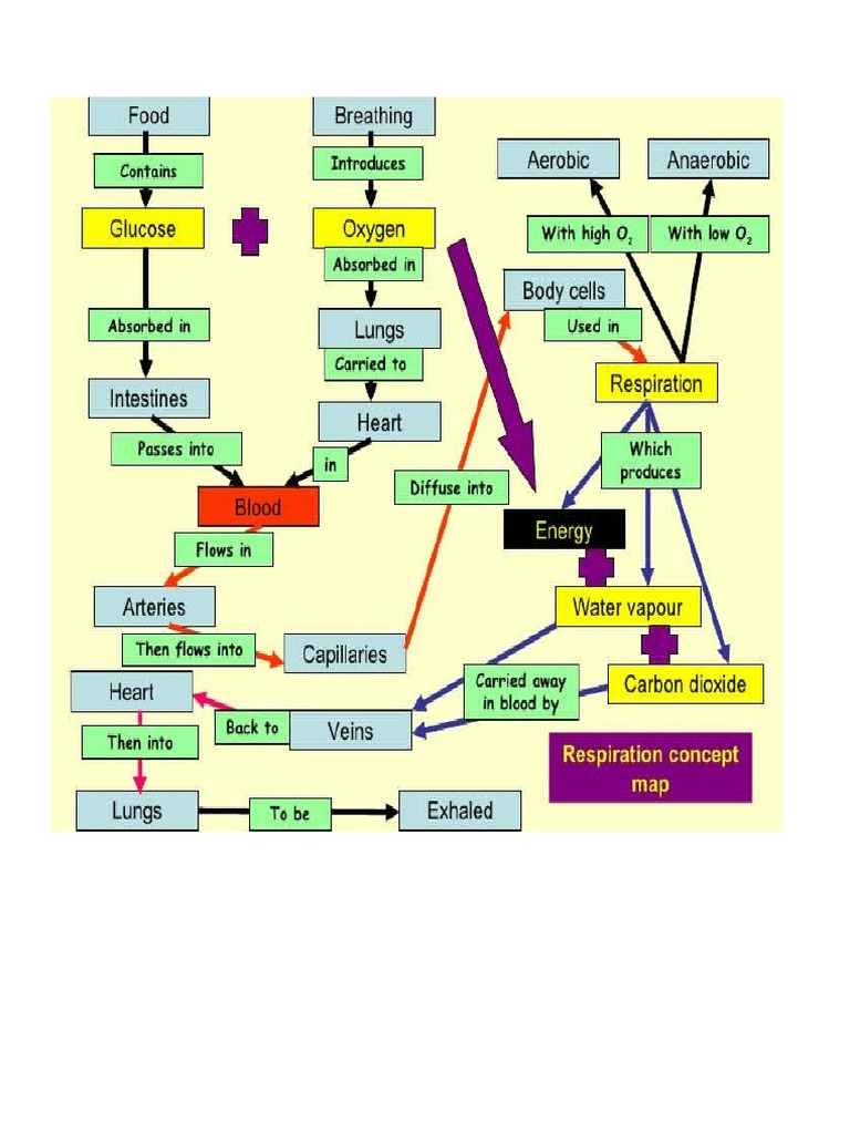 Mind Map Respiration | PDF