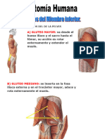 Musculos Del MMII