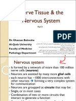 1-Histology of Nerve Tissue The Nervous System Part 1