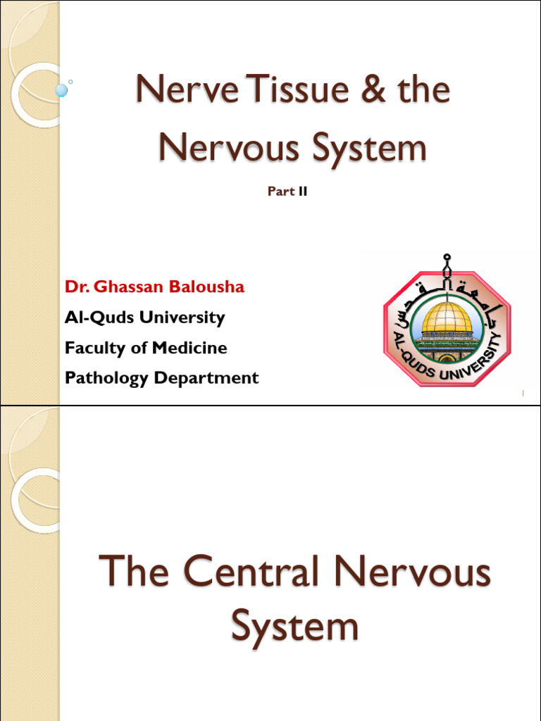 2-Histology of Nerve Tissue The Nervous System Part 2 | PDF | Axon | Myelin