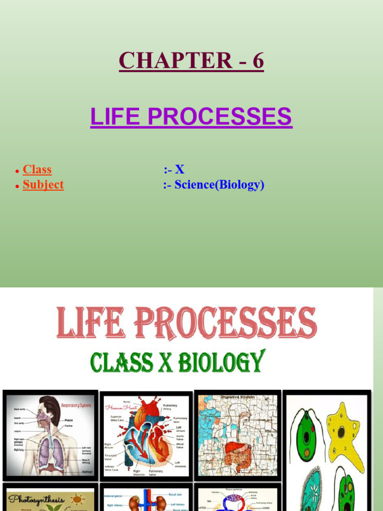 Life Processes in Organisms: Nutrition & Respiration | PDF | Atrium ...