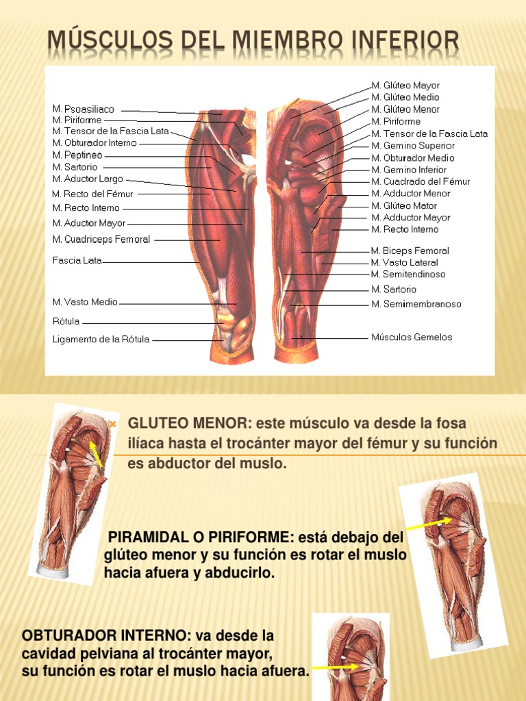 Anatomy full : MUSCULO VASTO INTERNO LARGO, image size:768x1024