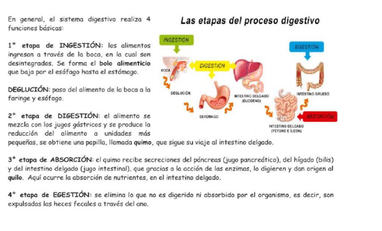 Etapas Sist. Digestivo | PDF
