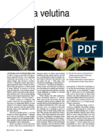 Artigo Velutina - ORCHIDS (Em PDF