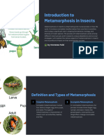 Introduction To Metamorphosis in Insects