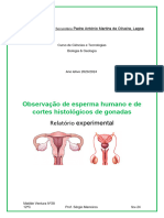 Observação de Esperma Humano e de Cortes Histológicos de Gonadas