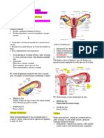 Monitoria - Anatomia - Sistema Reprodutor