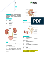 Resumo Anatomia Do Sistema Urinário