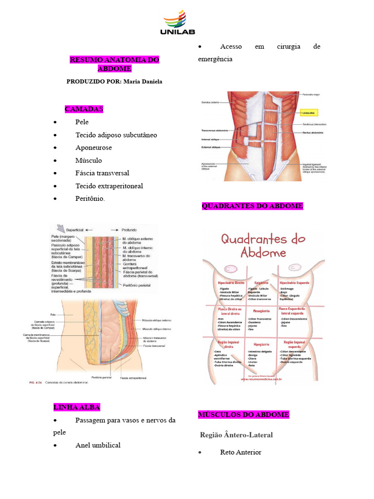 Anatomia do Abdome: Camadas e Órgãos | PDF
