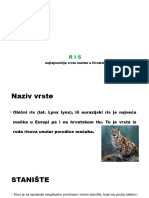 Najtajnovitija Vrsta Mačke U Hrvatskoj
