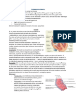 Sistema Circulatorio