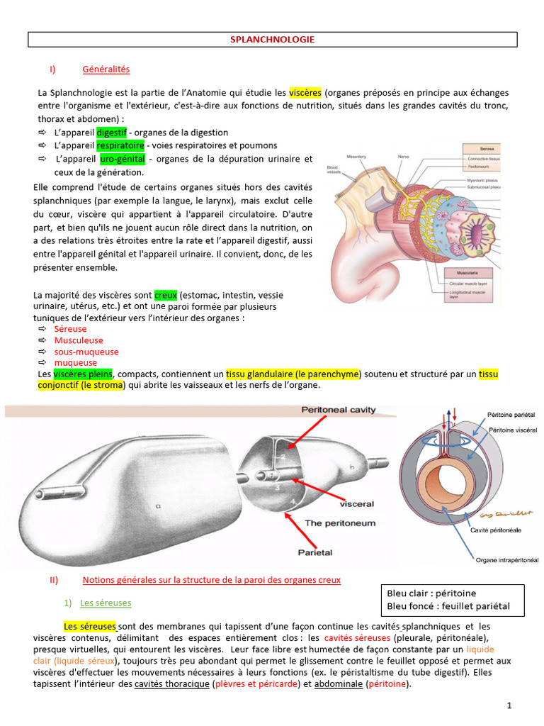 Splanchnologie : Anatomie des viscères | PDF | Péritoine | Muscle ...