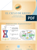 Ciclo de Krebs