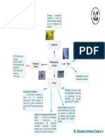 Mapa Mental, Respiración Celular - Drawio