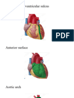 ANATOMY OF HEART DIAGRAM