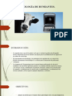 Teriogenología de Rumiantes