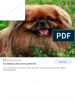 Perros Pequines - Búsqueda de Google