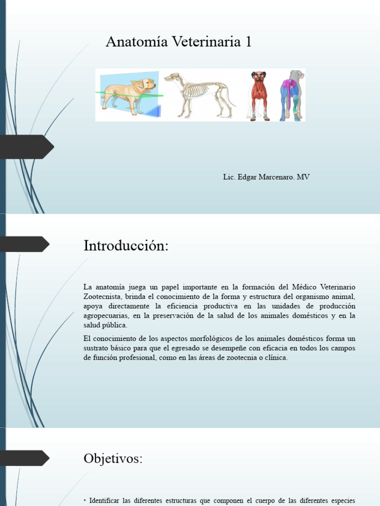Introducción A La Anatomía Veterinaria Pdf Anatomía Taxonomía