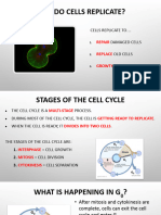 Cell Cycle, Mitosis, & Cancer Slides