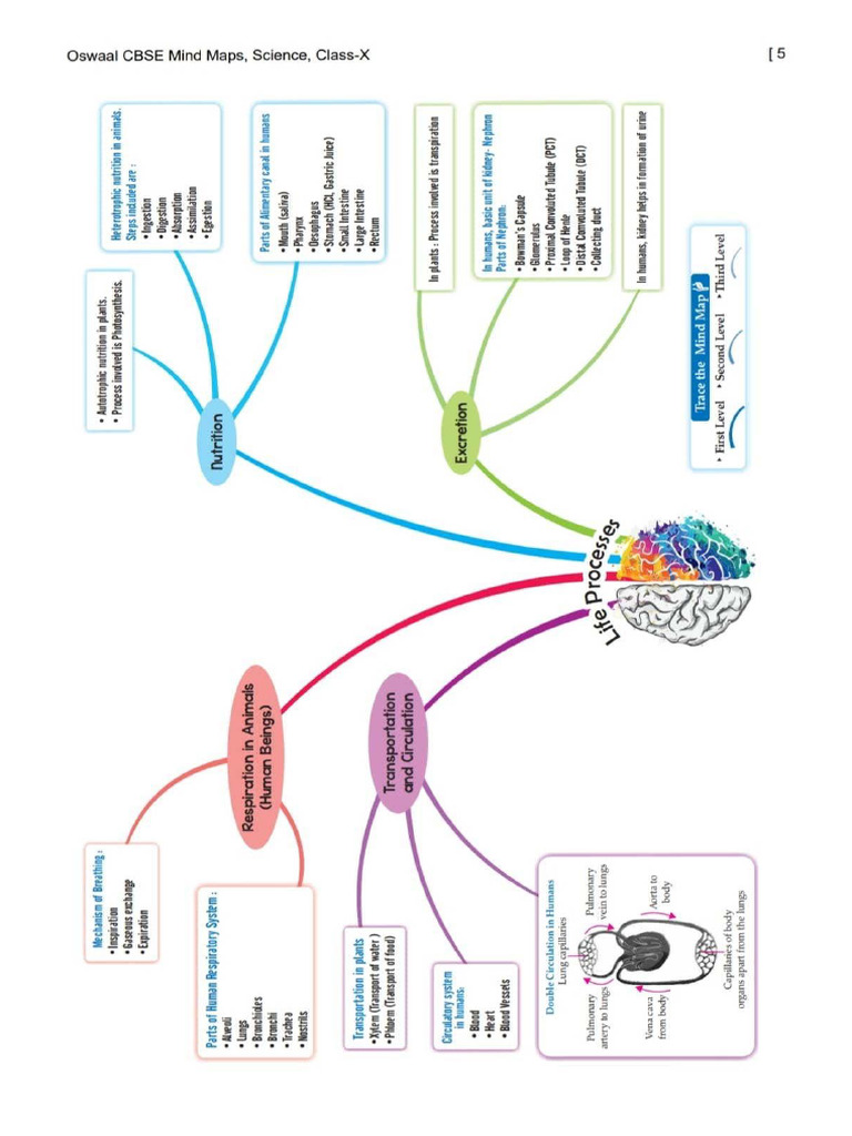 Class 10 Science Mind Map Chapter Life Processes | PDF