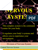 Q2 Nervous System New Version