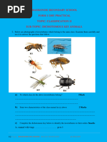 Biology Dry Practical Dichotomous Key Animals