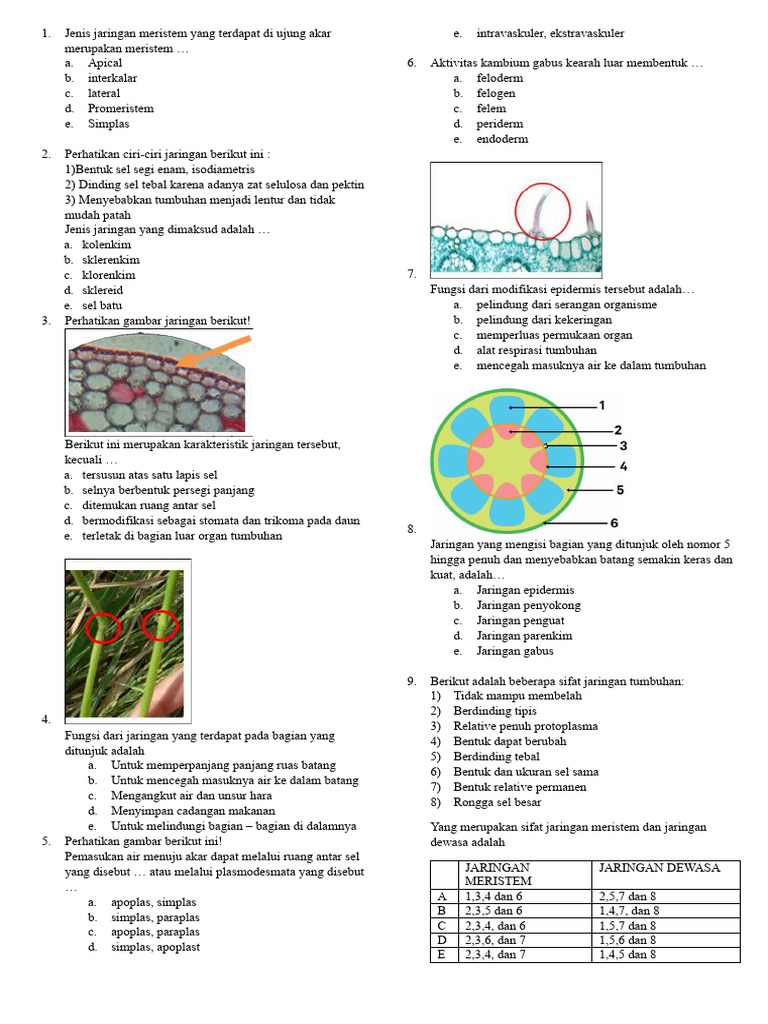 50 Soal Jaringan Tumbuhan Polos Pdf