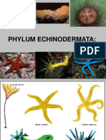 Phylum Echinodermata