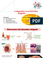 Proceso de Digestion en El Intestino Delgado