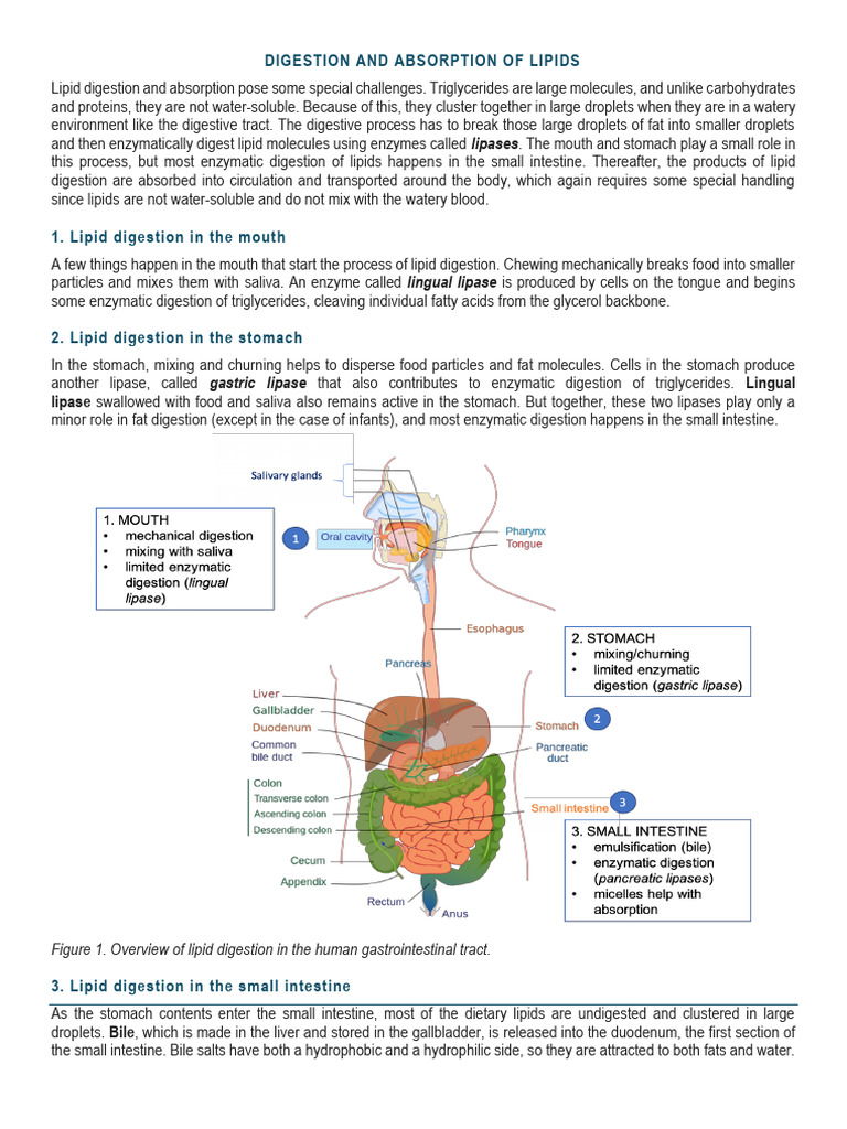 Lipid Digestion and Absorption Process | PDF | Digestion | Bile