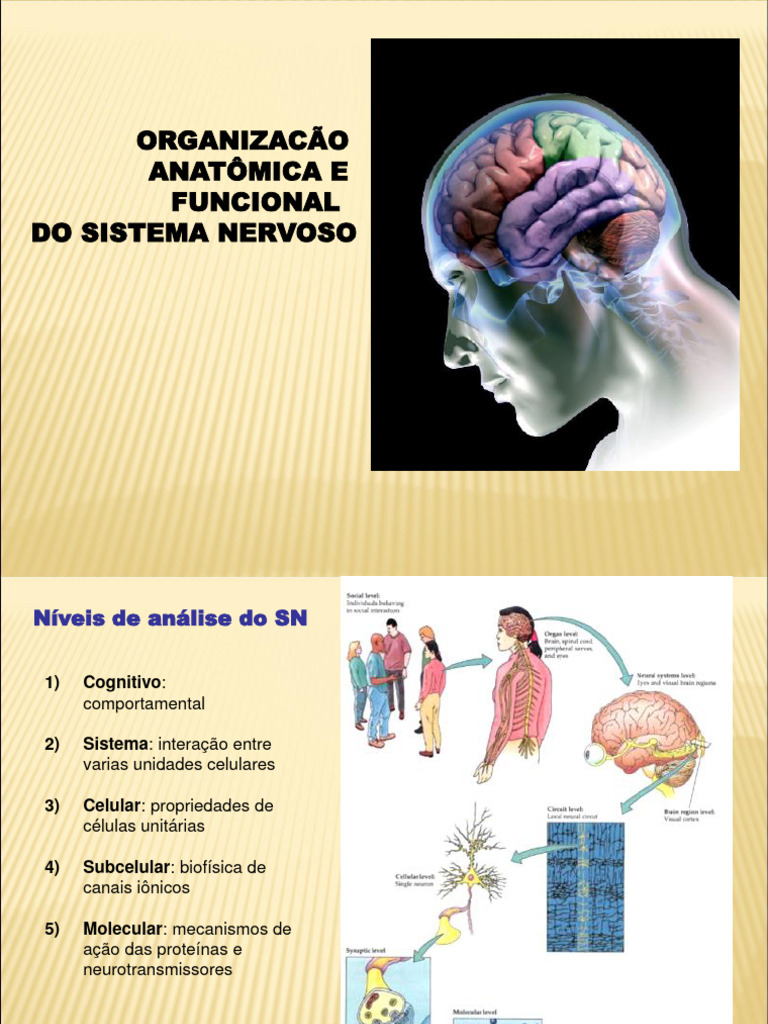 Organizacao Anatomica Do Sistema Nervoso | PDF | Cérebro | Nervo
