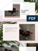 El Gallo Libre