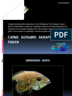 Samye Bolshie Akvariumnye Ryby