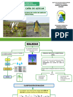 Control Químico de Malezas en Caña de Azucar 