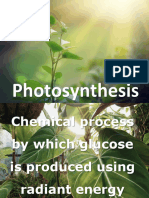 Photosynthesis 2022