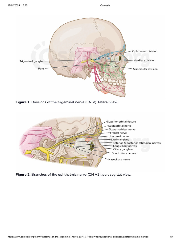 Anatomy of The Trigeminal Nerve (CN V) - Video - Osmosis | PDF ...