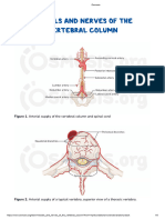 Vessels and Nerves of The Vertebral Column - Video - Osmosis