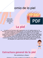 Anatomia de La Piel