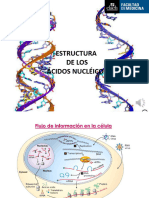 Estructura Acidos Nucleicos 2022