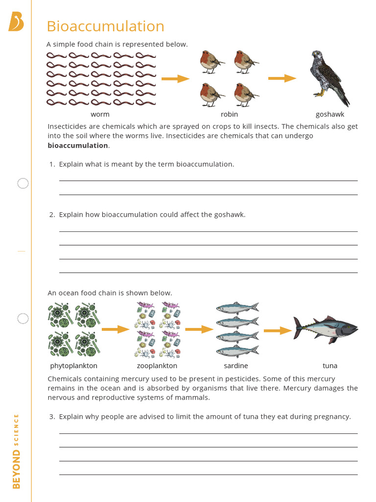 Bioaccumulation in Food Chains Explained | PDF